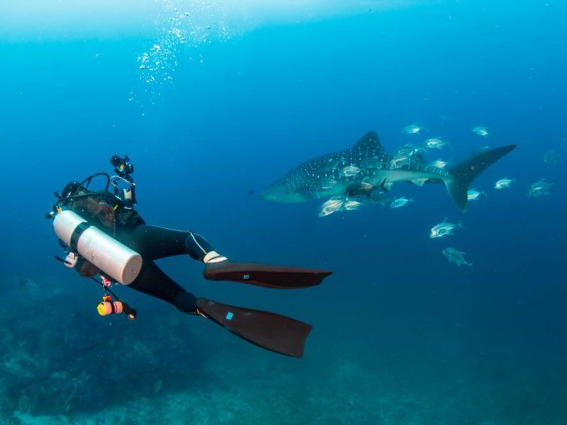 philippines diver