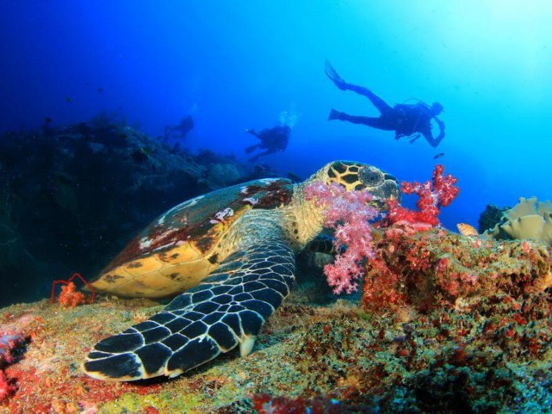 thailand liveaboard